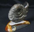 Russian Ammonite (Speetoniceras) With Agate Base #31372-2